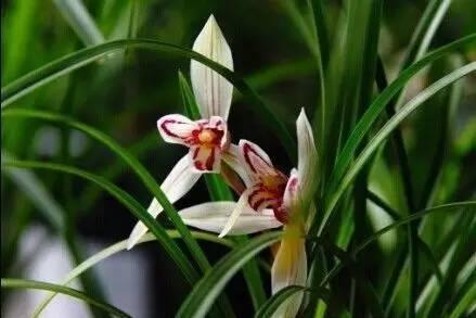 兰花|春天兰花有3“喜”，趁早掌握，长笋芽绽放层叠群兰！