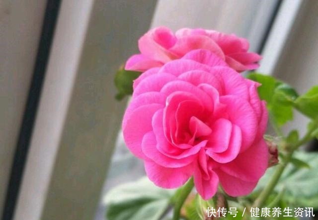 开花漂亮，花期长又勤花，连叶子都带香味，这种花值得养！