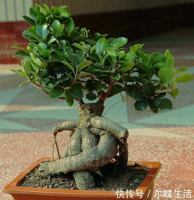 5种苍古娇健的植物盆景，造型独特，观赏性高，摆在家里深受喜爱