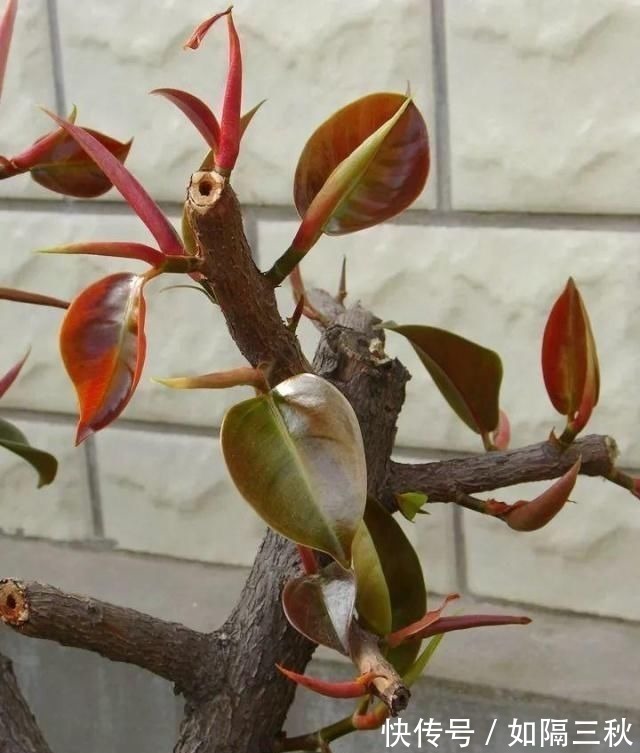 家里有5种花，春天记得“打头”修剪1下，这样才能长“饱满”