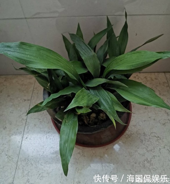 花花|家里光不好,就养10种耐阴绿植,叶子比花还要美