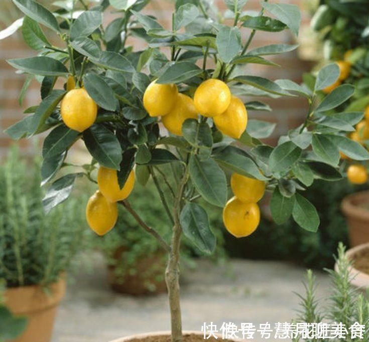 土壤|养这7种花,“醋”要经常浇,每月浇一碗,叶子绿油油