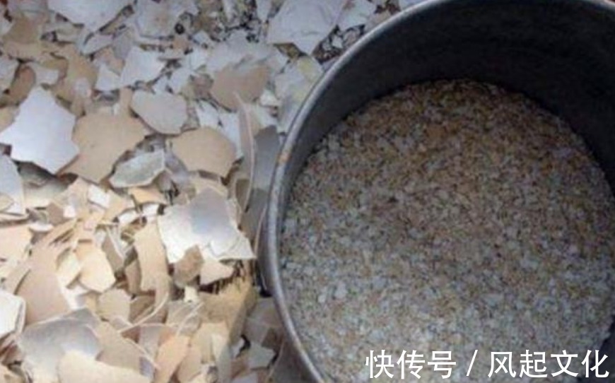 蟹爪兰、月季盆里加点“它”，花苞呼呼冒不停，一个月花朵开满枝