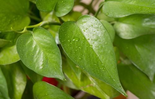  下雨|喜欢下雨天的8种花，下雨扔外面，越淋雨生长越旺盛，开花越多