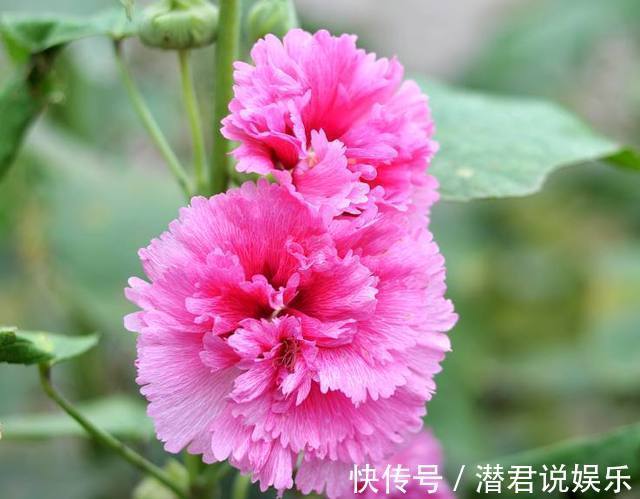 最适合初春扦插的花卉,生根迅速易爆盆,错过还要再等一年!