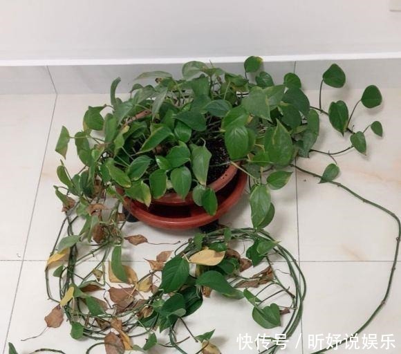 导致|绿萝突然蔫掉了!暖气导致的,想要绿萝不蔫,坚持每天浇水