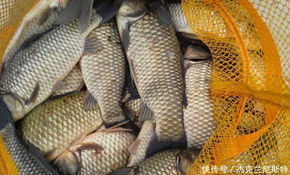 早春钓大鲫鱼的4要原则,早春不是鱼不好钓,是你不会钓!