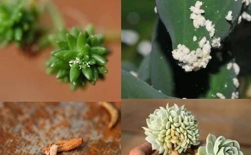 多肉生了蚧壳虫密密麻麻头皮疼,用这2个小方法,一次杀除干净