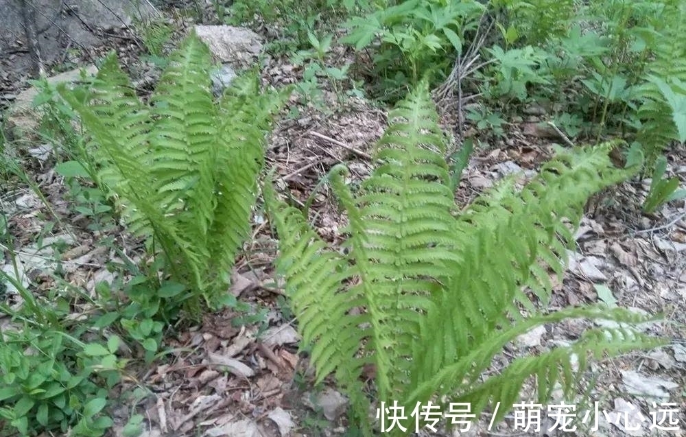 这野菜有黄瓜清香味,每年仅半个月采摘期,春天一过就成草