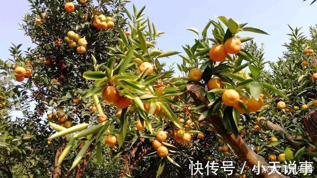 4种“镇宅”树,家里有地方,至少放上一盆,吉祥还旺财!