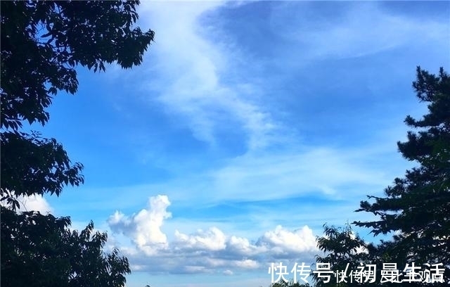 天目|天目山大树王国，全球仅存的五棵天目铁木都在这里