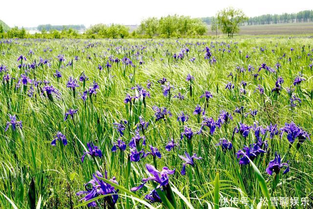 若有幸在路边看到马蔺花，请别犹豫，尽快移植回家，观赏价值高