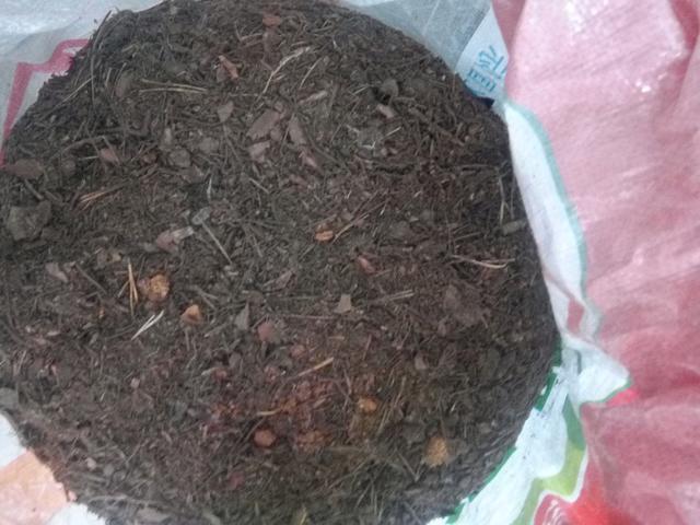 君子兰是“懒汉”,要懒养,不黄叶不烂根,年年开花多,美呆了