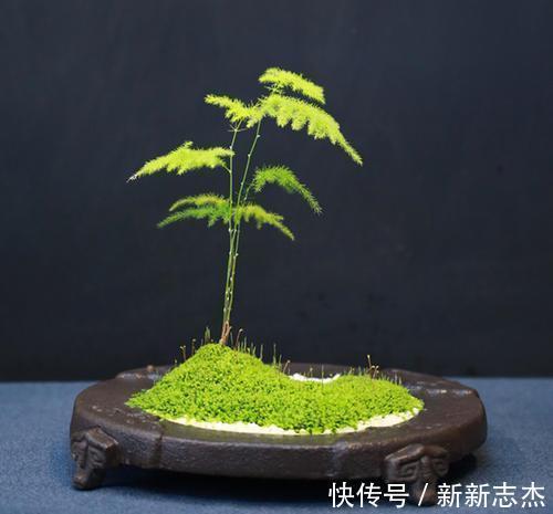 漂亮|石缝墙角都有的这玩意,带回家种花盆里,养成漂亮盆景!