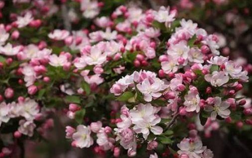 几款花卉，花大服盆快，花型圆滚惹人爱，值得拥有
