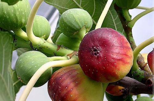 康普|秋天预防衰老，吃了变好的食物，预防便秘，活血肌肤，身体更好了