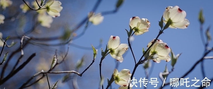 花开富贵|12月开始，苦尽甘来的生肖！