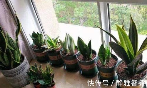 室内放绿萝、吊兰净化空气除臭味早过时了,现在更盛行虎皮兰