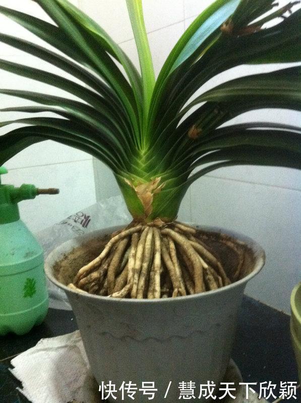 怎样让君子兰一年长出8片叶子他的做法,值得我们学习