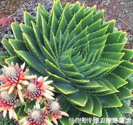 肥厚|养这10种花，再喜欢也别多浇水，少浇水，不管它，反而花更多