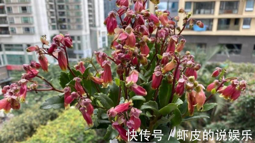 养年宵花宫灯长寿花,盆栽打理好这些,过年开花特“热闹”