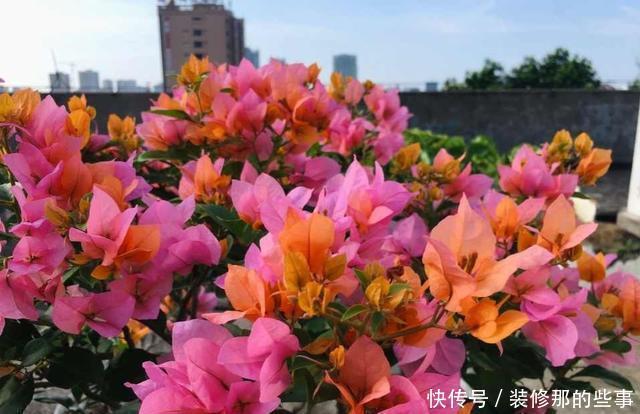 雨水|养三角梅，做好三件事，冠幅更大，花开数月