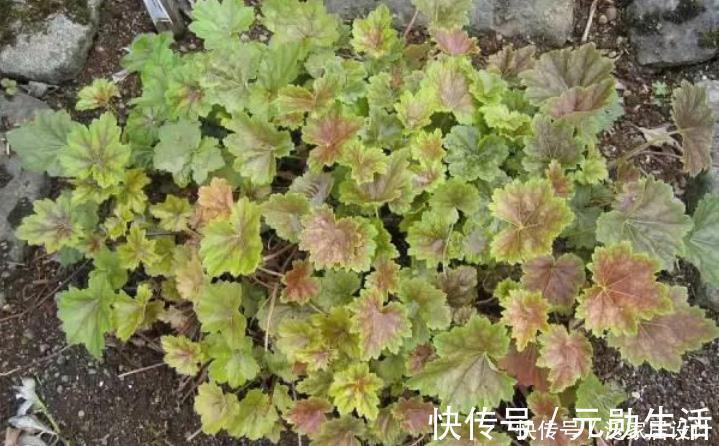 隐患|家里有这4种土，别单独拿来养花，隐患大，又生虫又烂根