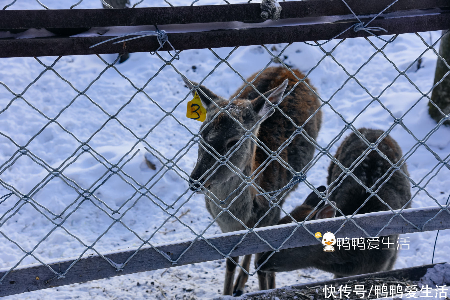 风车|雪山上风车像童话世界，冰凌谷徒步穿越，自由行游客却容易错过