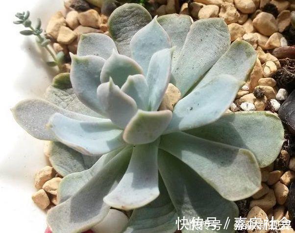 叶片|多肉养不好,叶片就“发软”,看看这几个原因,轻松帮你解决!