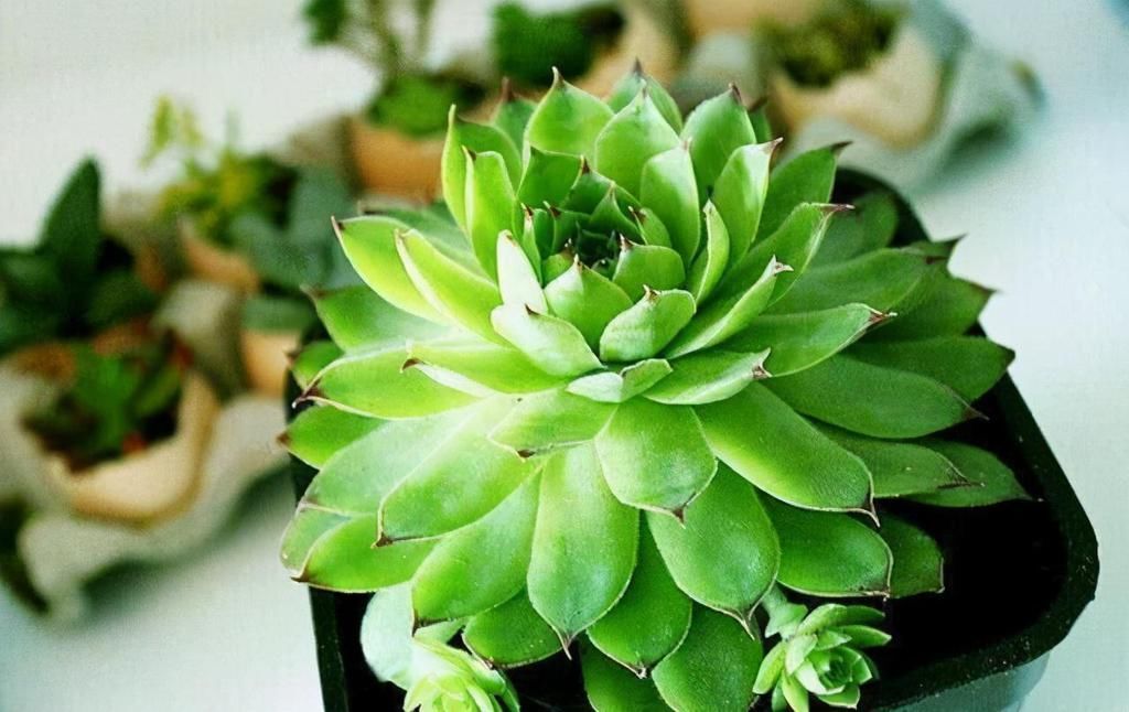 天气|如果天气突然降温。多肉怎么办?南北方法不同,大家可别搞混了