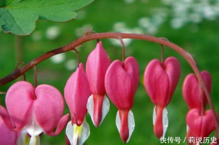 小巧玲珑|此几款花卉,色彩艳丽,小巧玲珑璀璨夺目