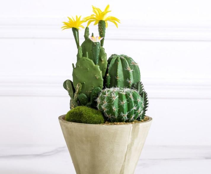 常忘记给盆栽浇水，不如就露天养仙人球，粗放管理，开花美极了