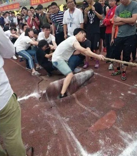 |搞笑图片幽默段子笑话猪猪很不错哦,还能自己爬上房顶啊