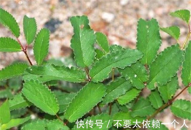 药用价值|这草能长半人高,是极品中药,但农民不识货,常当野草除掉,可惜