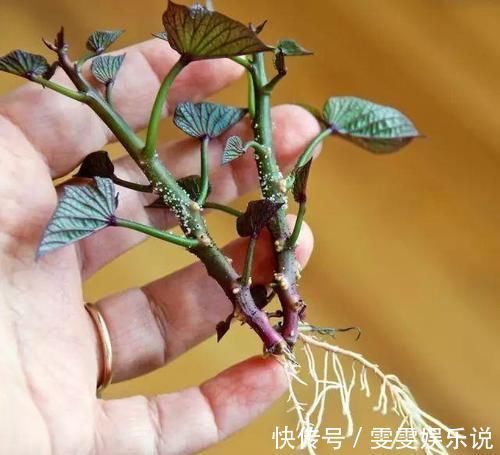 阳台上|一个芋头芽，埋在花盆里，10天长成大盆景，比龟背竹还漂亮