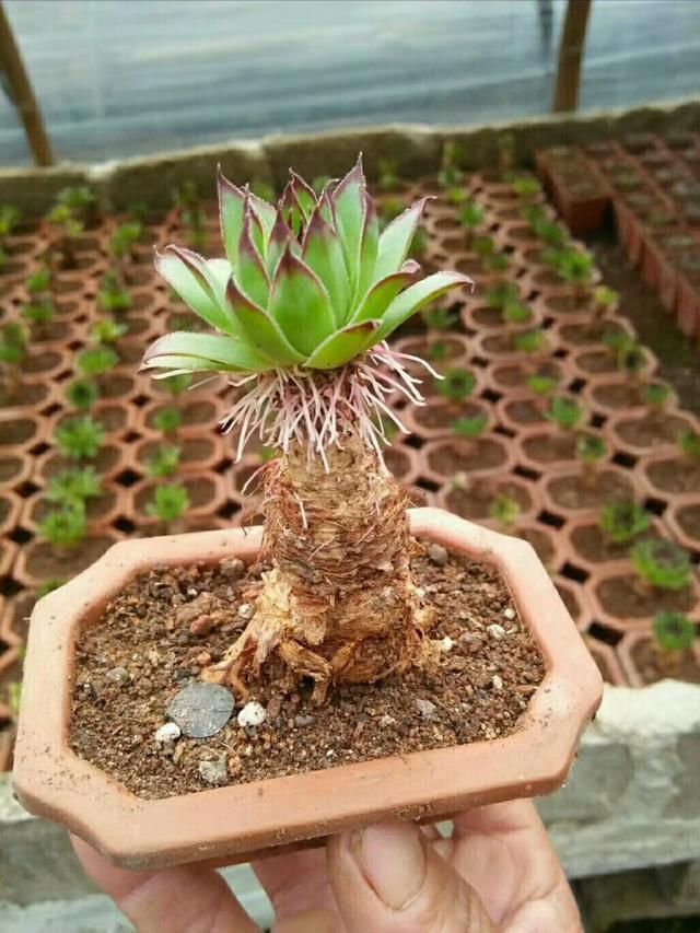 6种便宜花，用心养一年，麻雀变凤凰，越养越精贵