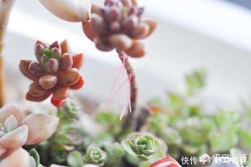 气根|多肉蓝苹果入手上盆后一周浇一圈水，10天后浇透水，现在很多气根，这样正常吗？