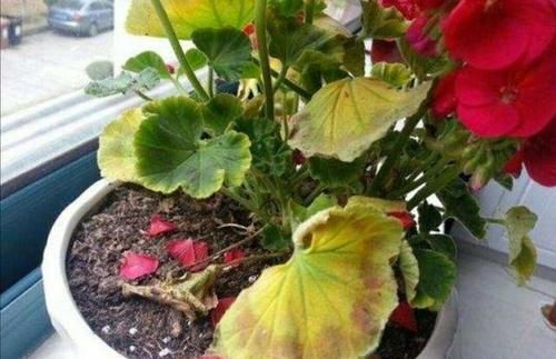  强光暴晒|天竺葵的叶片出现发黄枯萎的现象，是什么原因导致的？该如何治疗和养护？