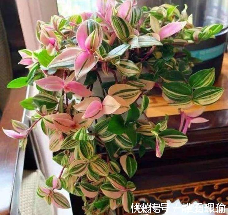 枝条|最适合新手养的4种花,沾土就能活,开花漂亮一年不停