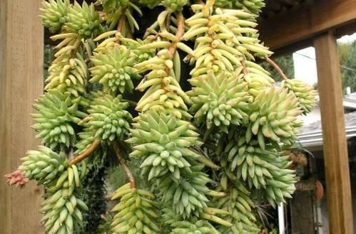 养了两年的千佛手，不长侧芽，直接砍了，结果爆了很多侧芽