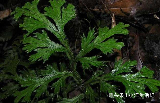 风湿|路边一种“龙骨草”,农民不知何用,却是不要钱的治“风湿”良药