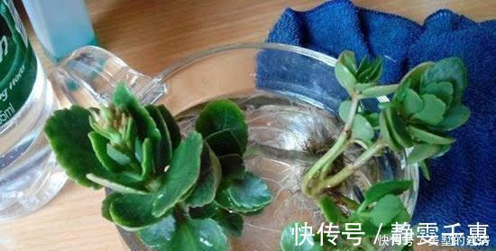 溶液|养花烂根了,全扔掉?别,一个小方法立马满血复活