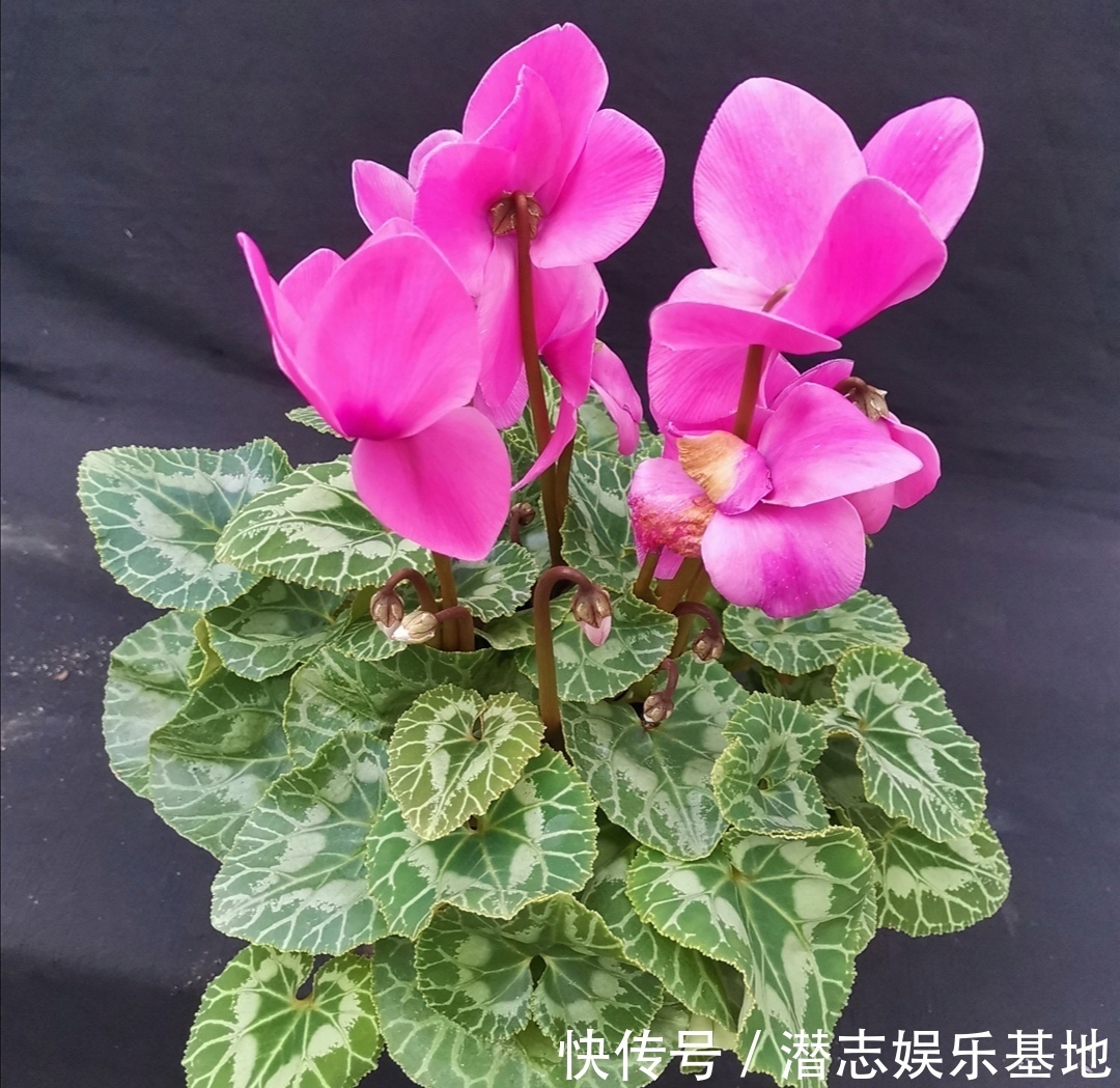 君子兰|你知道吗？夏天6种花要“休眠”，浇水多了就烂根
