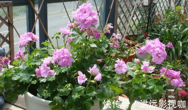 “对付”天竺葵有绝招,赶紧学会,枝枝挂花苞长疯了