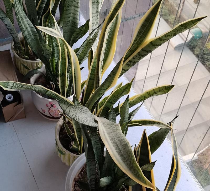 过敏|前方有花粉，花粉过敏者请小心！当然，也有花对你友好