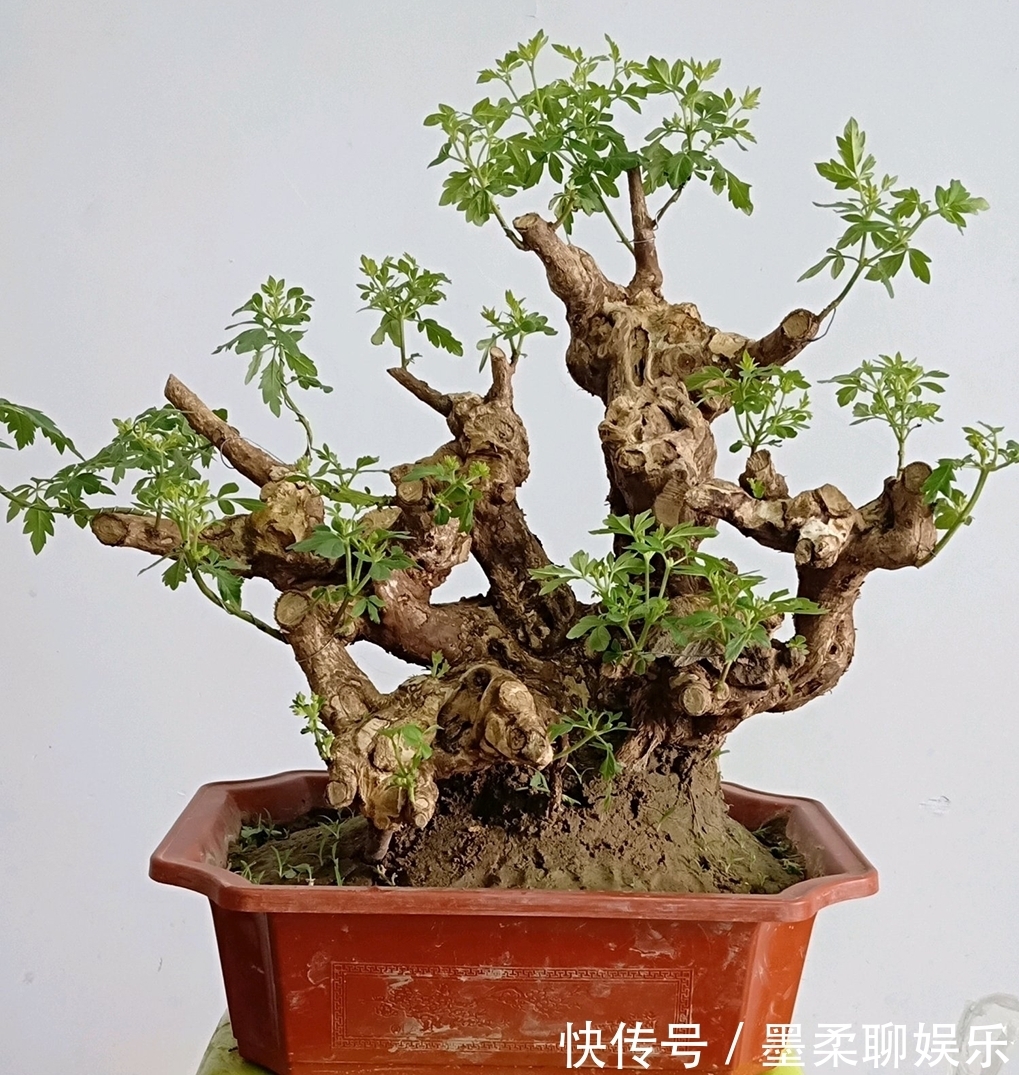 伤口愈合|修剪黄荆老桩头你还在用草木灰涂抹剪口吗伤口愈合剂了解一下