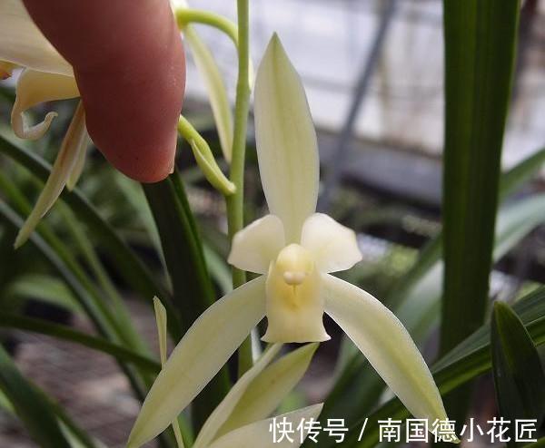 此种兰花怎么看都美,比白菜便宜,花香四溢,勤花勤草好养活