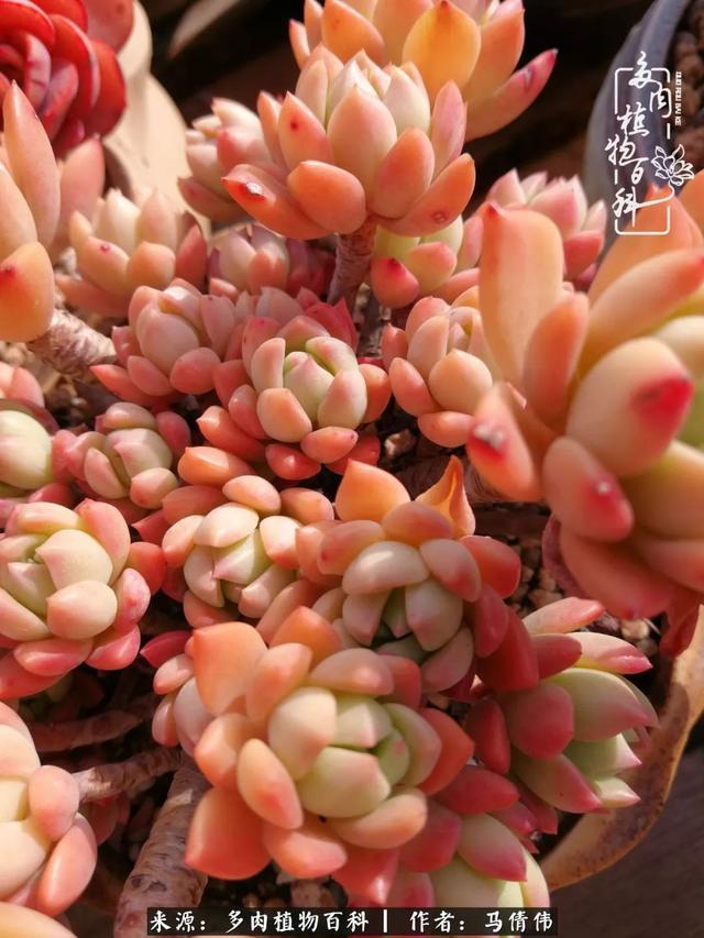 养多肉如同种下希望，因为美丽总在下一个季节！