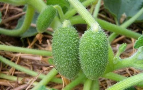 農(nóng)村叫“噴瓜”的植物，是天然“瀉下劑”，遇見別摘它