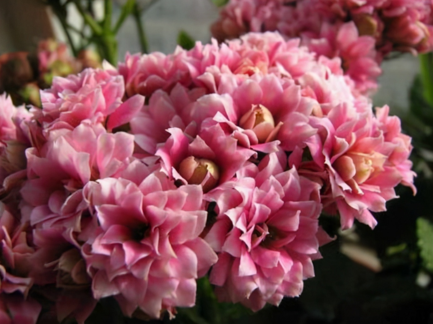 养长寿花从2点入手,合理掌握,延长长寿花花期,开花一茬接一茬